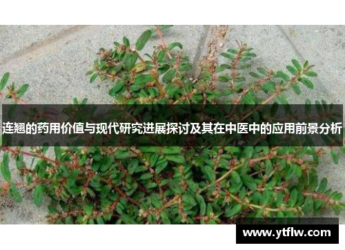 连翘的药用价值与现代研究进展探讨及其在中医中的应用前景分析